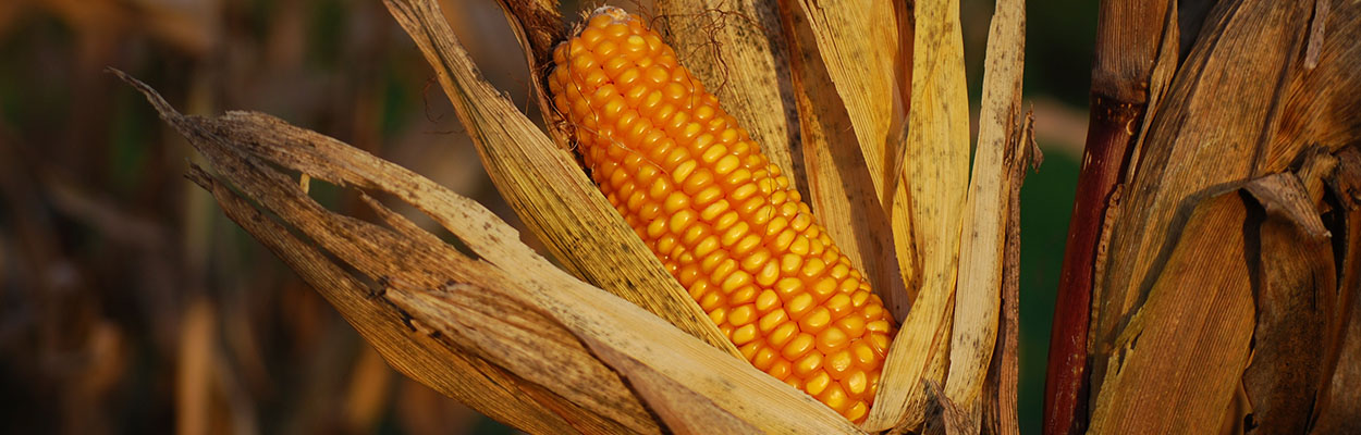 an ear of corn in a field